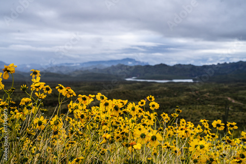 Brittlebush flower bloom in Arizona's Tonto National Forest, with a portion of Saguaro Lake in the background.  photo