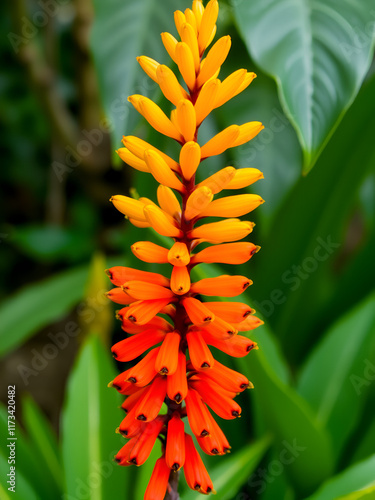 Pyrostegia venusta also known as Flamevine or Orange trumpet vine is a plant of the family Bignoniaceae originally endemic to Brazil. Selective focus. photo