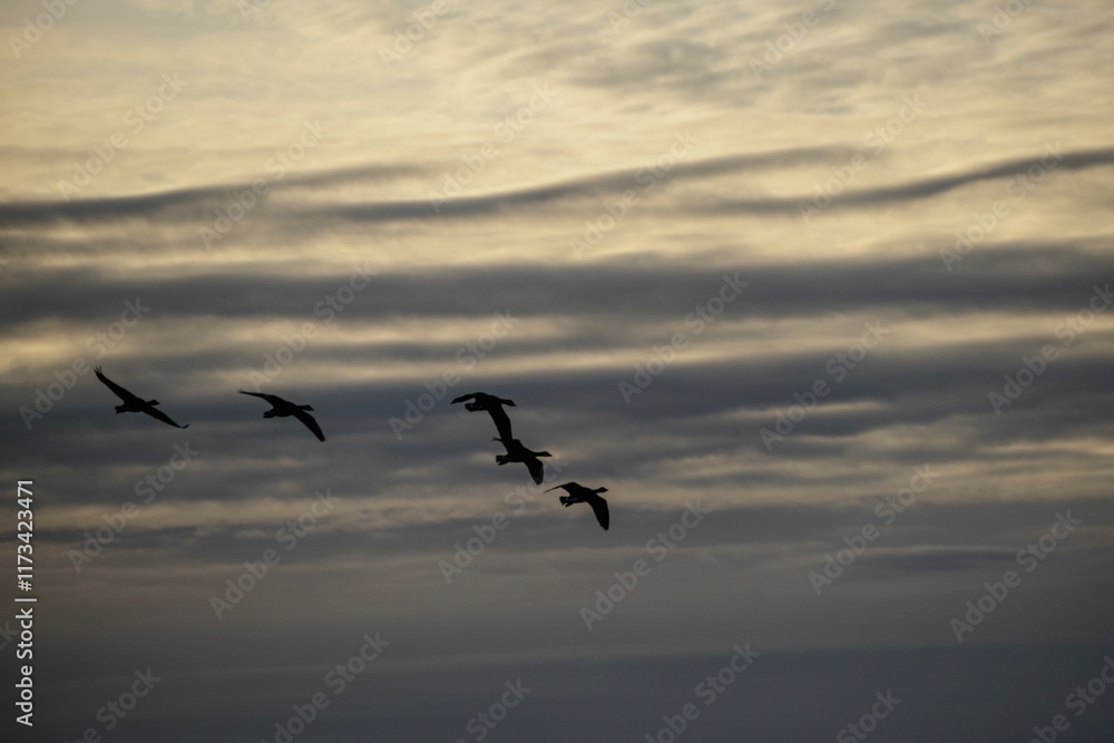 Obraz premium silhouettes of birds against beautiful evening sky