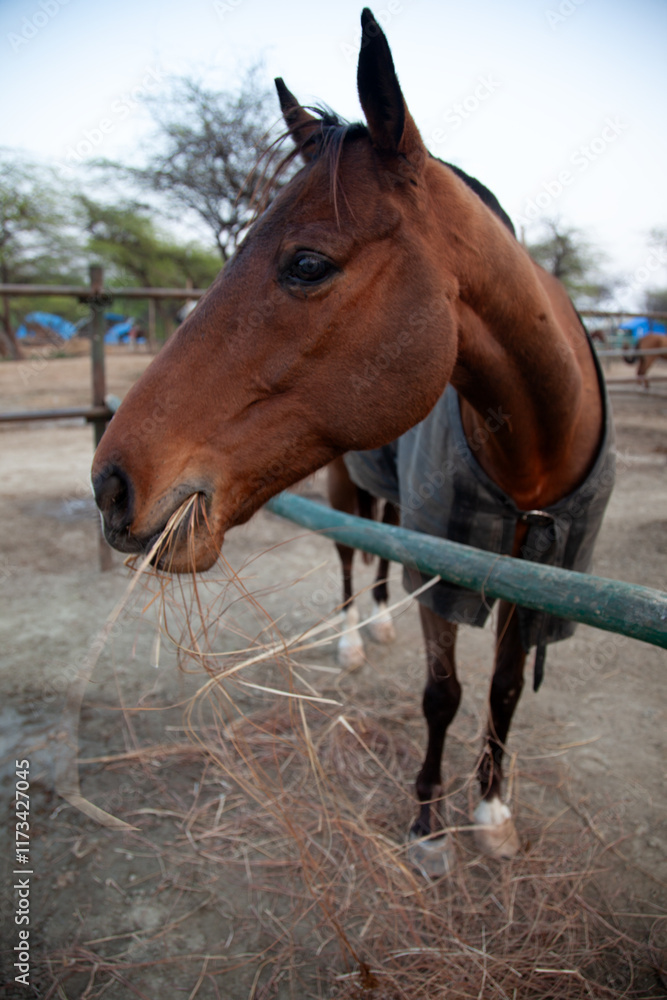 Close-up of a brown horse eating hay at a stable, New Delhi, India Close-up of a brown horse eating hay at a stable, New Delhi, India