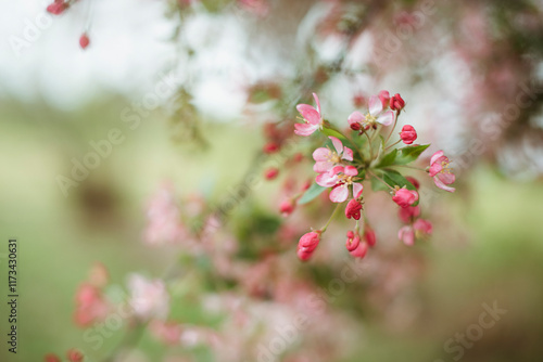 Close-up of pink flower blossom growing on a branch, Netherlands photo