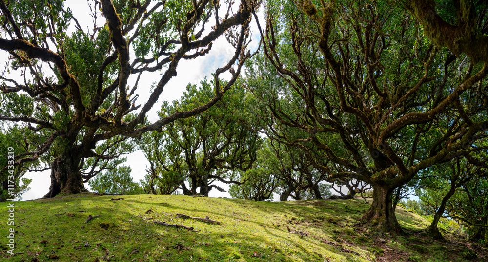 A serene scene of Fanal Forest in Madeira, showcasing its ancient, sprawling laurel trees under dappled sunlight