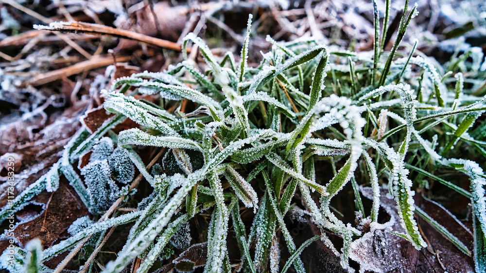 Winterspaziergang im Wald - Eisbedeckes Gras und Laub