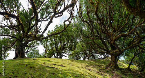 Obraz na płótnie A serene scene of Fanal Forest in Madeira, showcasing its ancient, sprawling laurel trees under dappled sunlight w salonie