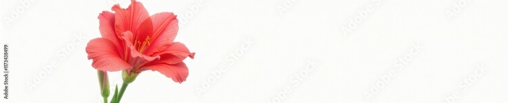 Fototapeta premium Single red gladiolus, vibrant bloom, white backdrop, bloom, flower, blossom