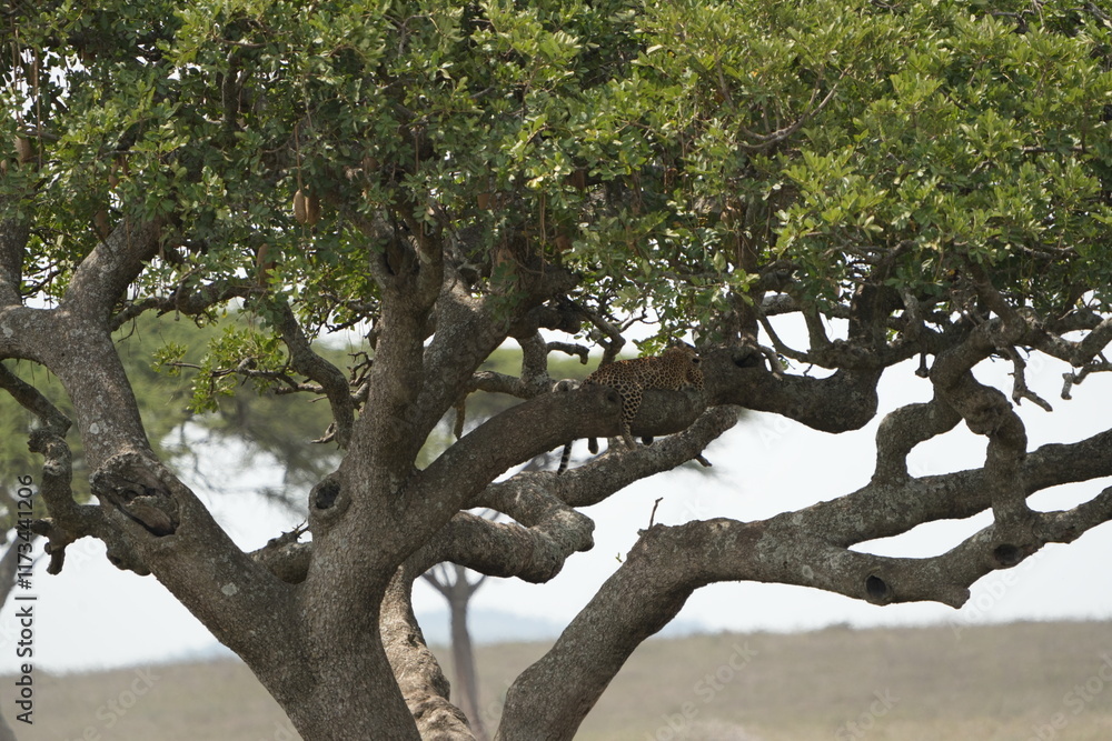 Fototapeta premium Leopard Camouflaged in Acacia Tree – Serengeti National Park, Tanzania