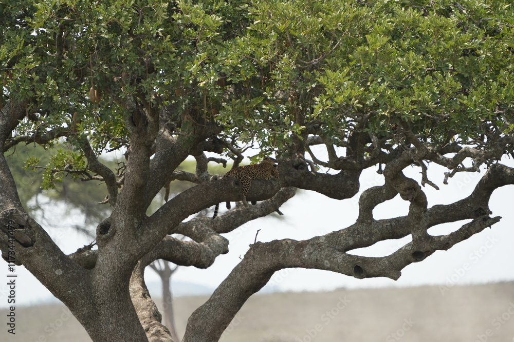 Fototapeta premium Leopard Camouflaged in Acacia Tree – Serengeti National Park, Tanzania