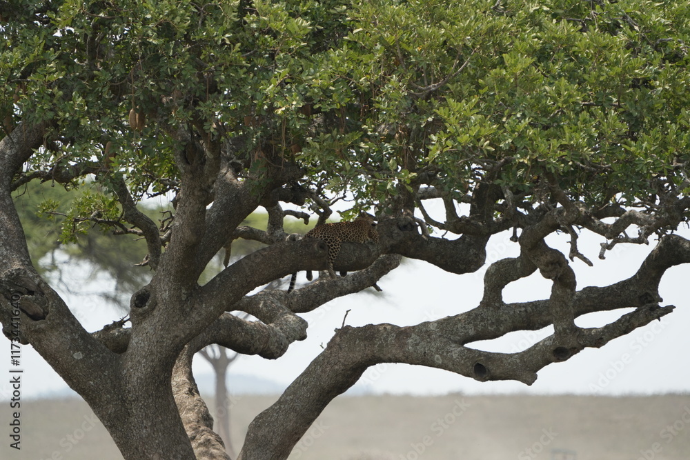 Fototapeta premium Leopard Camouflaged in Acacia Tree – Serengeti National Park, Tanzania