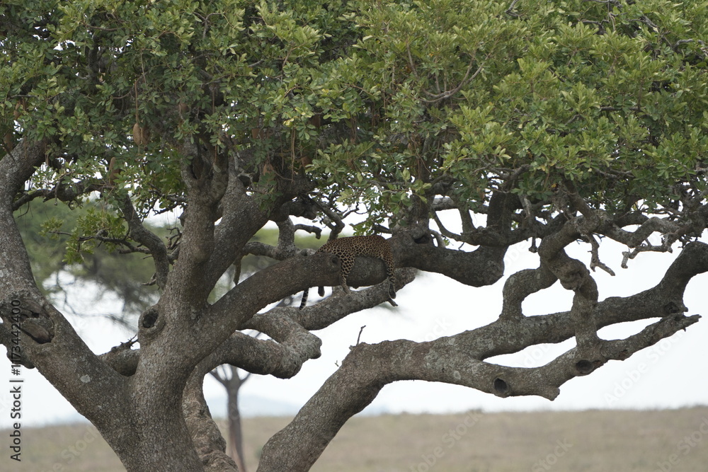 Obraz premium Leopard Camouflaged in Acacia Tree – Serengeti National Park, Tanzania