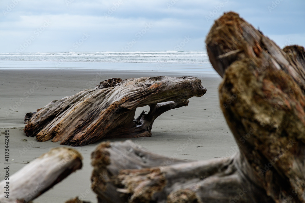 Trunks of trees that fell into the water on the shores of the Pacific Ocean in Olympic NP, Washington Trunks of trees that fell into the water on the shores of the Pacific Ocean in Olympic NP, Washington