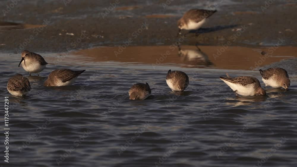 A group of waders (Dunlin, Calidris alpina) foraging in shallow water and flying away. A group of waders (Dunlin, Calidris alpina) foraging in shallow water and flying away.