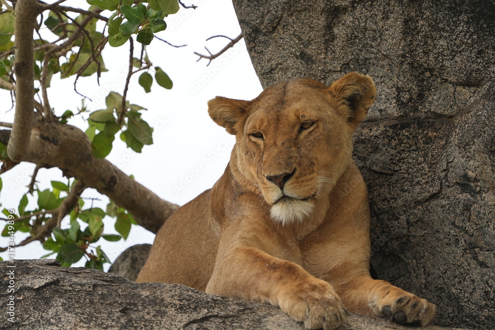 portrait of a female lion lioness laying on a stone in the serengeti national park tanzania portrait of a female lion lioness laying on a stone in the serengeti national park tanzania