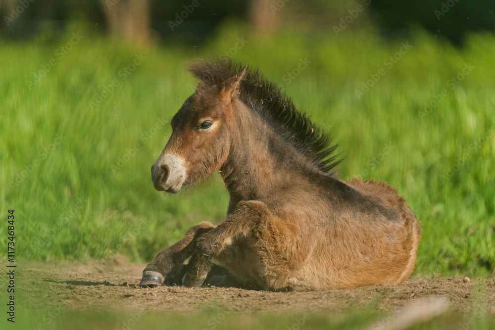 A foal exmoor pony rests in the grass. (Equus ferus caballus), Amazing endangered wild horse with brown hair resting on the meadow A foal exmoor pony rests in the grass. (Equus ferus caballus), Amazing endangered wild horse with brown hair resting on the meadow