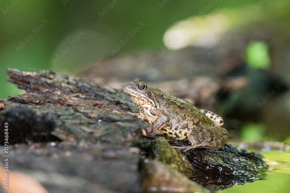 Obraz premium A european common brown frog (Rana temporaria) sits by the water. Wildlife scene with brown frog.