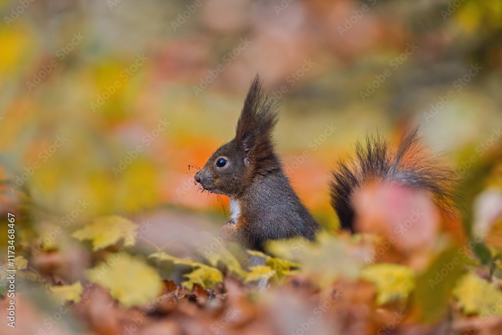 A cute european squirrel sits in autumn leaves. Sciurus vulgaris A cute european squirrel sits in autumn leaves. Sciurus vulgaris