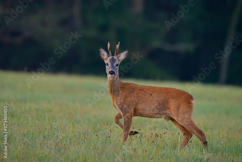A beautiful roebuck walks on the meadow. Capreolus capreolus. Wildlife scene with a roe deer. 