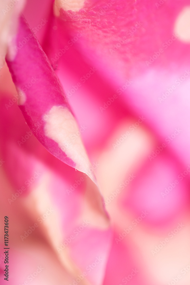 Fototapeta premium Abstract Pink Cream and White Rose Flower Vibrant Petal Background