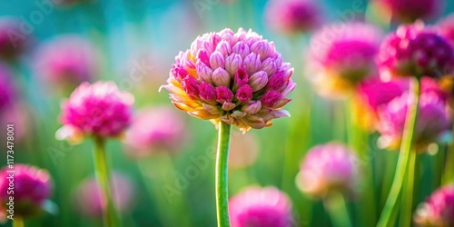 Delicate Sea Pink buds unfurl in a vibrant spring bloom across the Netherlands.