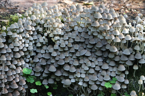 Coprinellus disseminatus, also called Coprinus disseminatus, commonly known as fairy inkcap or trooping crumble cap,, mushroom from Finland photo