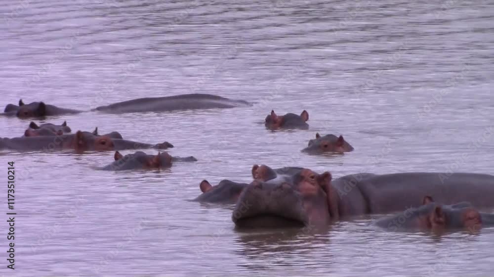 The hippopotamus of the Saint Lucie estuary in South Africa The hippopotamus of the Saint Lucie estuary in South Africa