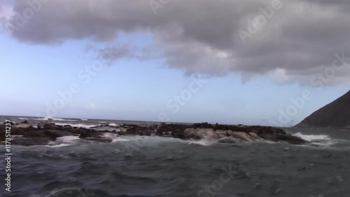 Sea ​​lions gathering near the Cape of Good Hope in south africa