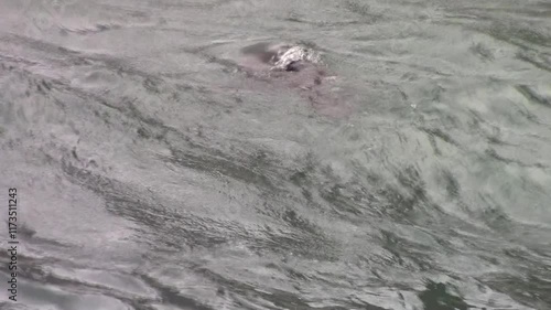 Sea ​​lion swim and applause in the water near the Cape of Good Hope in south africa