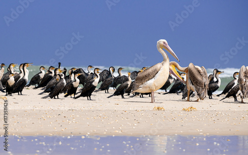 SENEGAL: Colonia de pelícanos 