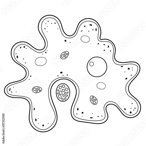 Amoeba is a unicellular protozoa.