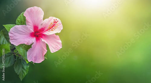 Pink hibiscus flower on a green background on a sunny day. Copy space photo