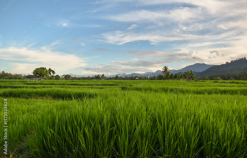 Fototapeta premium Photography of rice fields with still green rice plants in the countryside. Beautiful view of rice fields and green mountains and fluffy clouds in the blue sky in the afternoon.