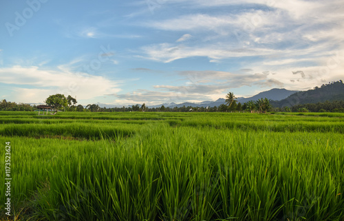 Photography of rice fields with still green rice plants in the countryside. Beautiful view of rice fields and green mountains and fluffy clouds in the blue sky in the afternoon.