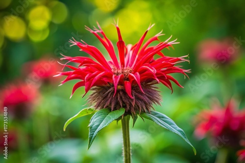 Scarlet Bee Balm (Monarda didyma) in Minimalist Garden Setting
