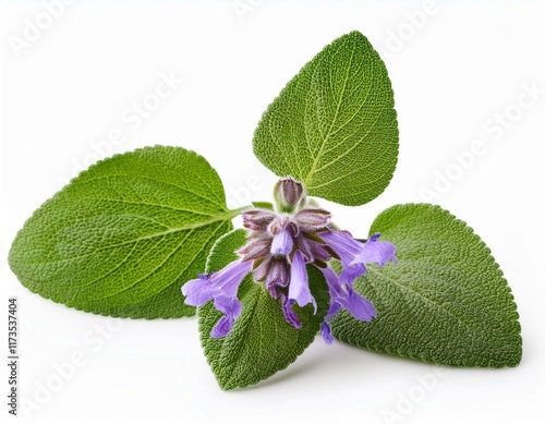 inflorescences clary sage lat salvia sclarea isolated on white background