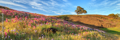 Evening Light Panorama At North Table Mountain with lupines, poppies and owls clover on a hillside with an oak tree on the top.