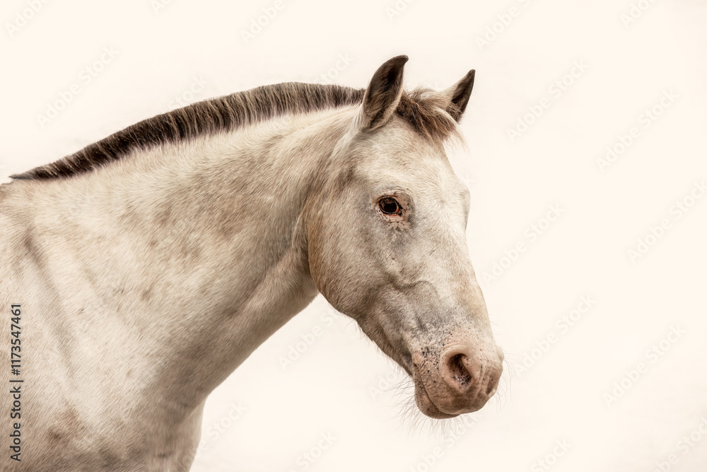 Fototapeta premium A handicapped appaloosa horse mare isolated on white background