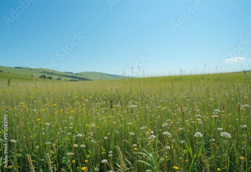 green field and blue sky