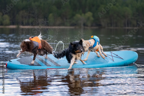 Canvas Print Multiple dogs falling off a paddle board