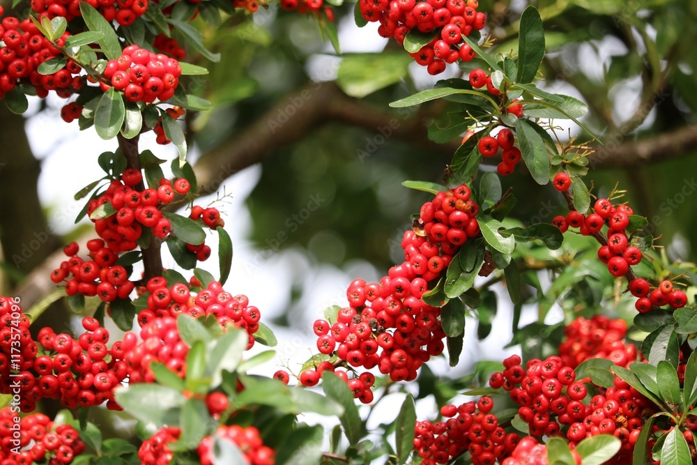 Toyon Toyon