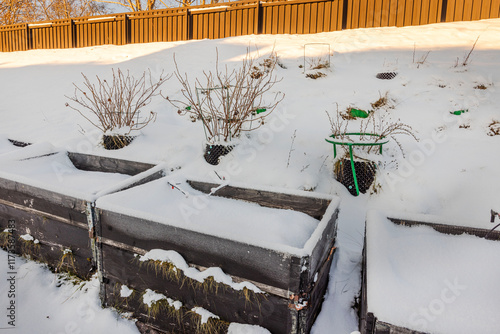 Snow-covered high raised garden beds with strawberries in pallet collars and currant, gooseberry bushes in air pots with green frames. Sweden.