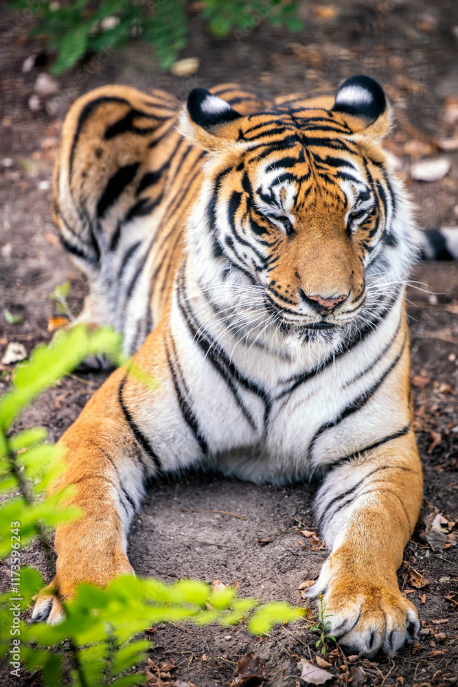 Fototapeta premium Resting stripped tiger outdoor in nature