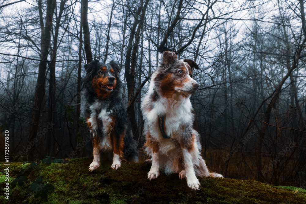 a blue merle and a red merle australian shepherd in a misty winter forest a blue merle and a red merle australian shepherd in a misty winter forest