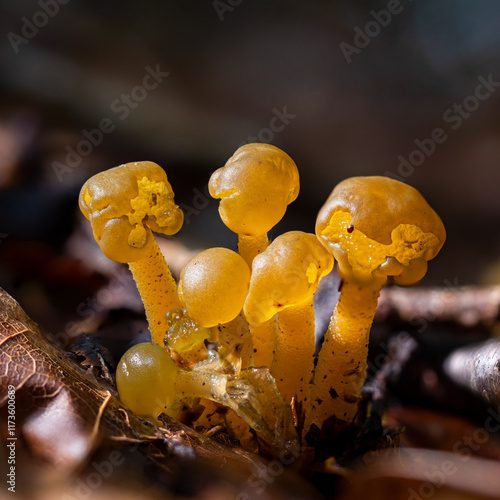 Group of jelly babie mushrooms (Leotia lubrica) photo