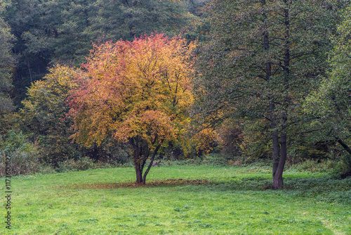 Fototapeta Naklejka Na Ścianę i Meble -  Jesienne drzewa w pełni barw – kontrast żółci, czerwieni i zieleni w idyllicznym krajobrazie natury, pełnym harmonii i piękna.