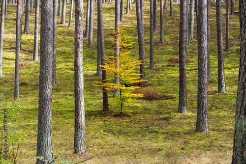 Fototapeta Naklejka Na Ścianę i Meble -  Żółte drzewko wśród wysokich pni lasu – symbol odmienności i siły natury na tle spokojnego, zielonego podszycia leśnego.