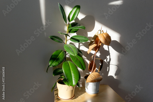 Healthy and Dying Ficus Elastica Plant