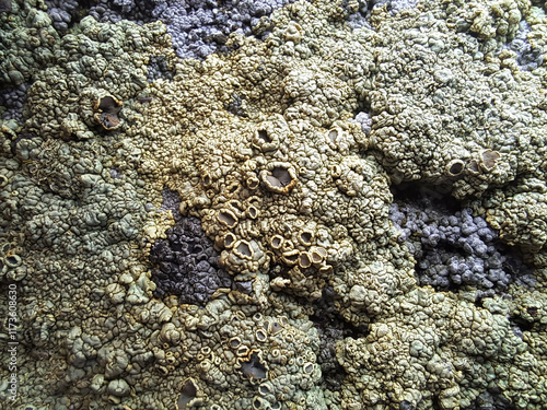 lichen on rock photo