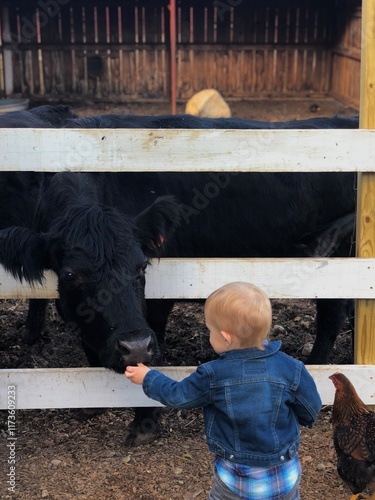 A young child in a denim jacket feeds a black cow through a wooden fence on a farm petting zoo. A brown chicken stands nearby, creating a serene rural atmosphere showing childhood curiosity.