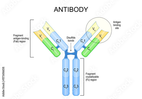 Antibody Structure. Immunoglobulin anatomy.