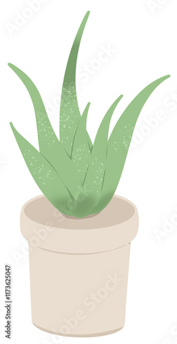 aloe vera plant