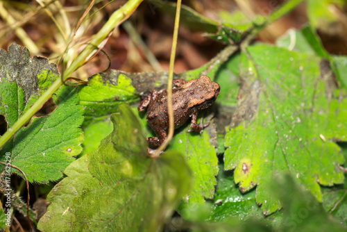 Eine noch sehr junge Erdkröte, eine Bufo Bufo in einem feuchten Graben.
 photo